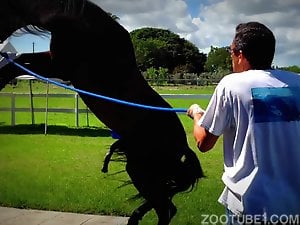 Cavalo metendo na égua safada